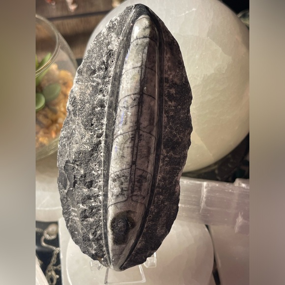 Authentic orthoceras fossils preserved in a rock matrix - Picture 9 of 12